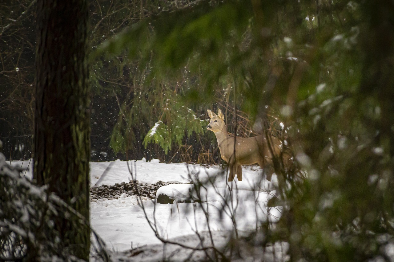 Metsloomade arvukus vabalanguses – jahimeeste hoiatused saavad kurvaks reaalsuseks
