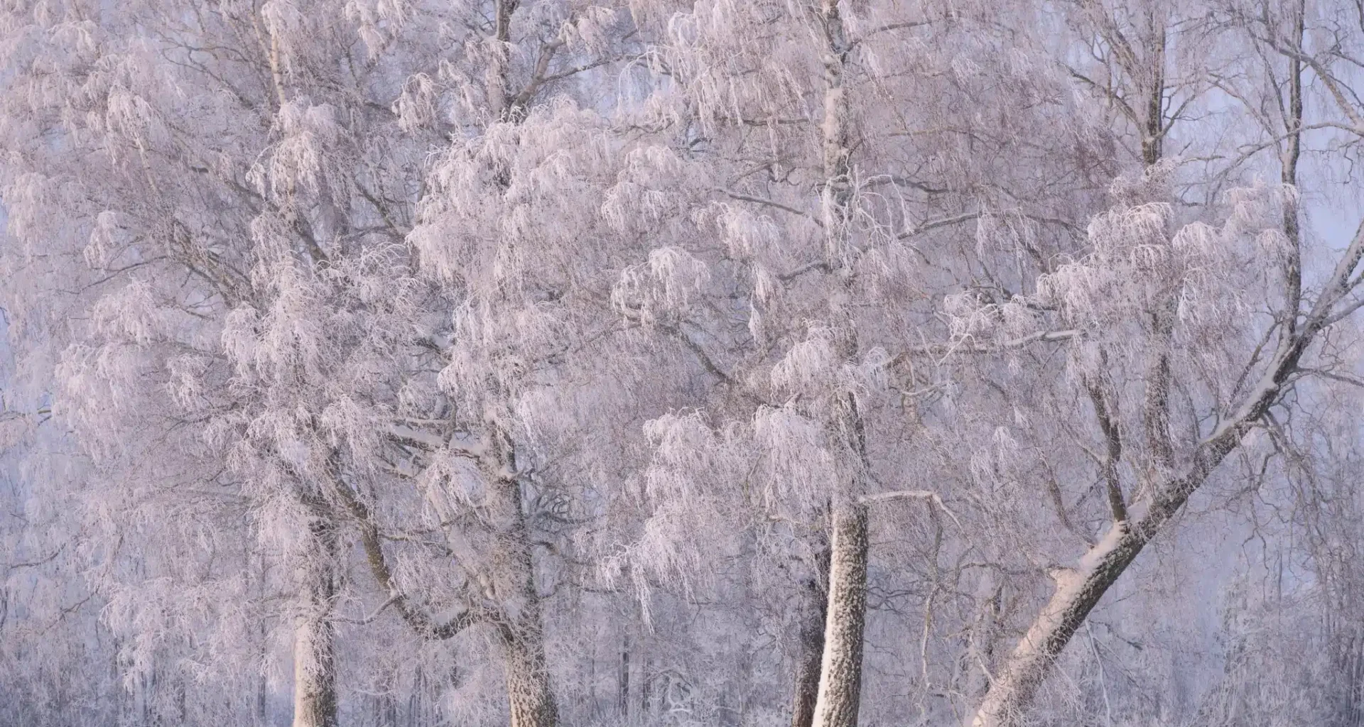 Romet Vaino: aastaajad kui pidepunktid aina kiirenevas elutempos – Edasi