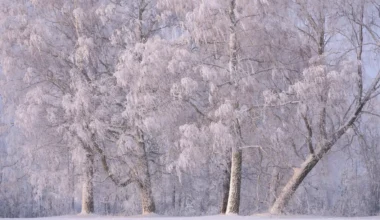 Romet Vaino: aastaajad kui pidepunktid aina kiirenevas elutempos – Edasi