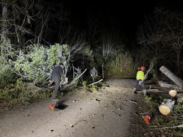 Saemehed kuuse kallal.