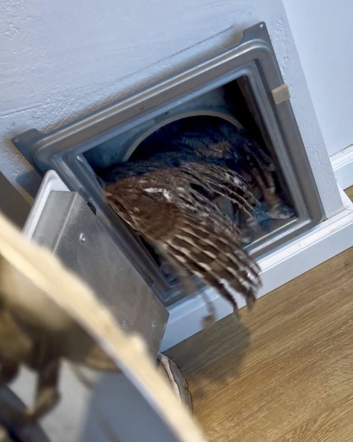 Kristjan Hirmo maakodu korstnasse lendas kakk