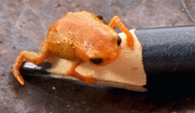 Brasiilias avastati konn, kes mahub pliiatsi otsale. Talle anti nimi riigi presidendi auks