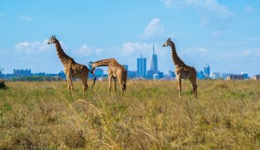 48 h Nairobis | „Päeval käib kõva äri, õhtul lõhnab õhk grillitud kitseliha ja optimismi järele.“