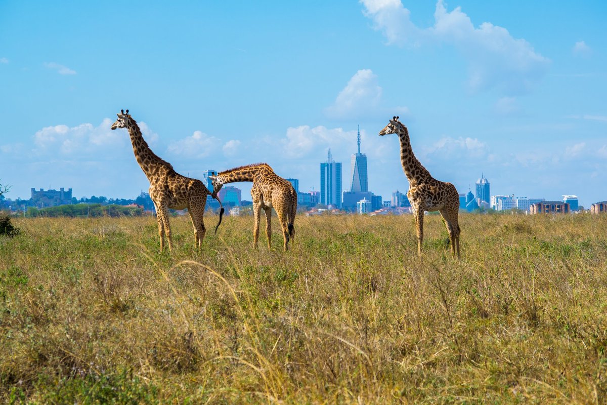 48 h Nairobis | „Päeval käib kõva äri, õhtul lõhnab õhk grillitud kitseliha ja optimismi järele.“