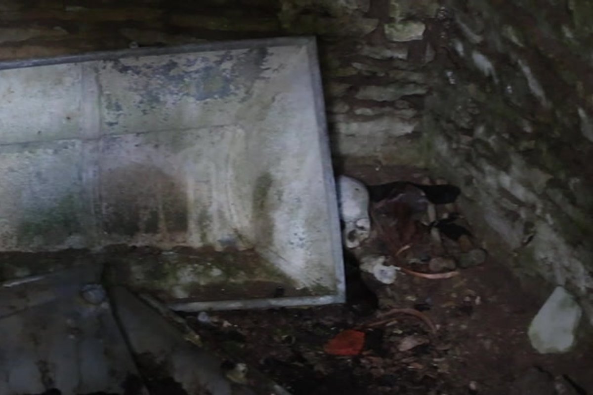 „Hauakambrist pole midagi leida!“ Kes on Varbla kirikuaias vedeleva auguga pealuu salapärane omanik?