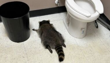 Ilmakuulsaks saanud Virginia napsulembene pesukaru osutus sarisissemurdjaks