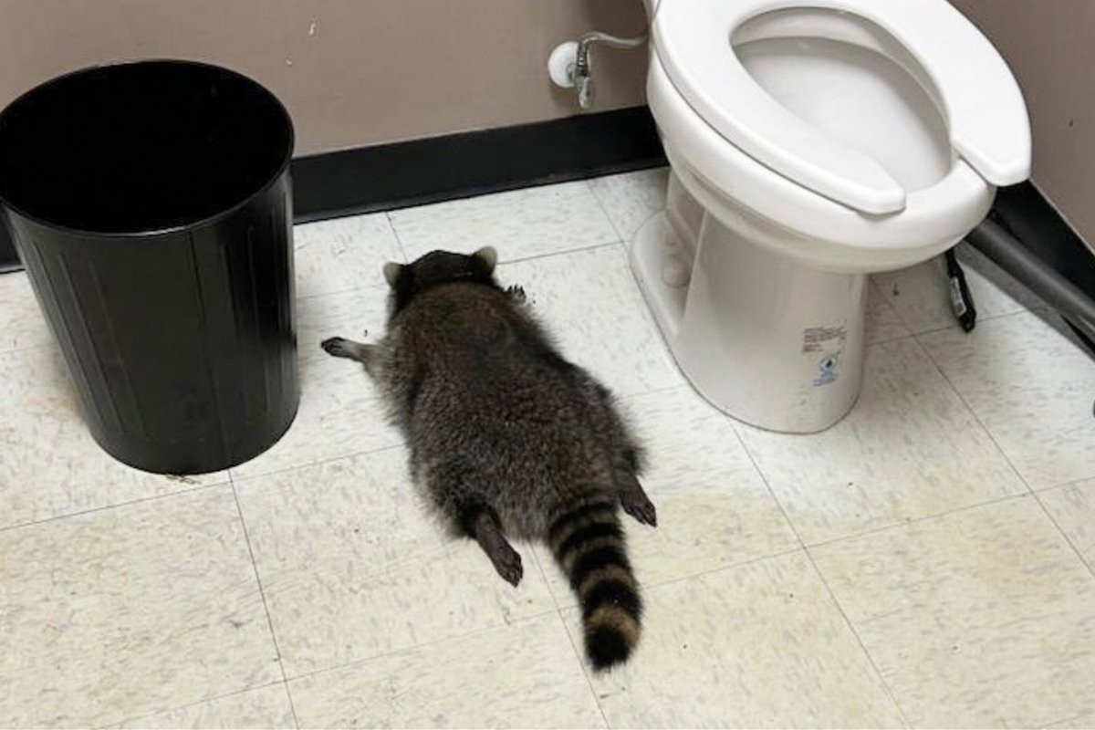 Ilmakuulsaks saanud Virginia napsulembene pesukaru osutus sarisissemurdjaks