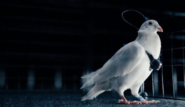 Vene tehnikafirma lubab tuvid juhitavateks droonideks muuta