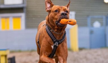 JÕULUKUUL KOJU | Armas Ronja otsib inimest, kes armastaks tingimusteta