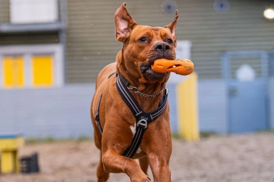 JÕULUKUUL KOJU | Armas Ronja otsib inimest, kes armastaks tingimusteta