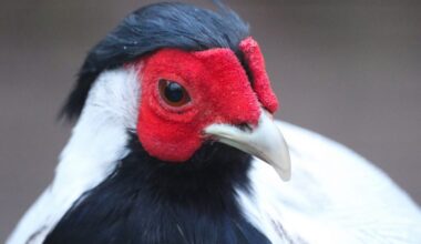 Killuke värvikirevust loomaaias - Tallinn Zoo