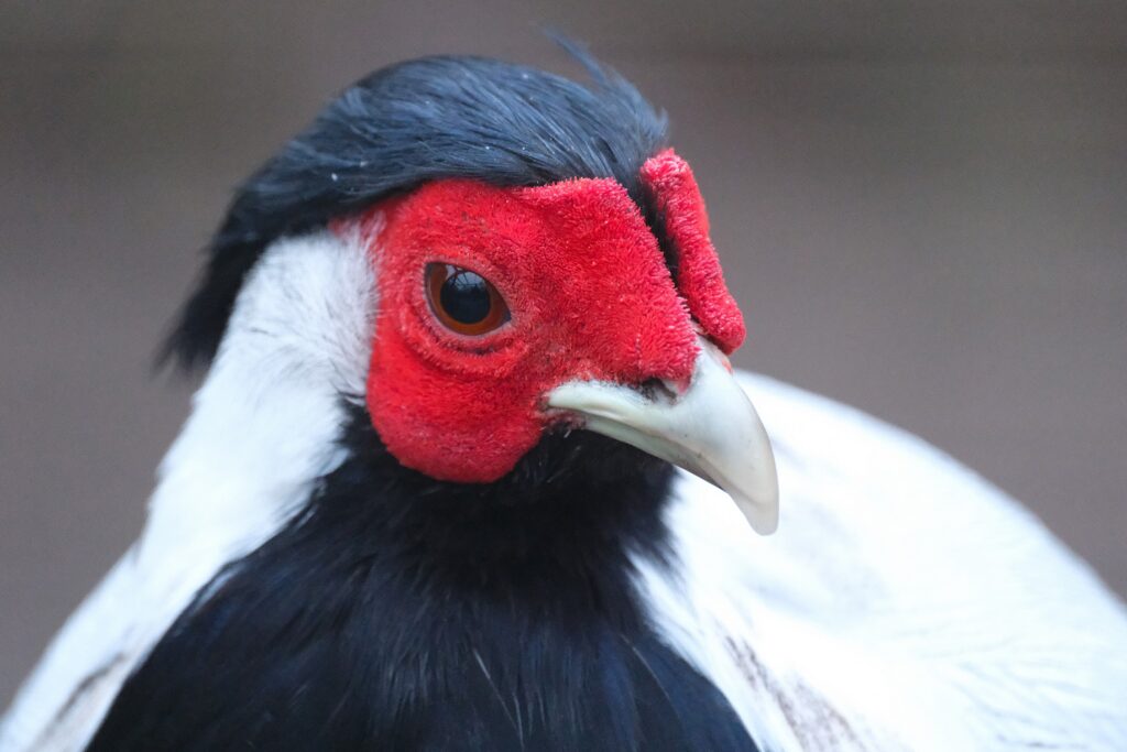 Killuke värvikirevust loomaaias - Tallinn Zoo