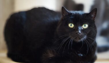 JÕULUKUUL KOJU | Perenaise kaotanud kass, kes kardab võõraid, kuid omadega on elurõõmus ja lustlik nurrumootor