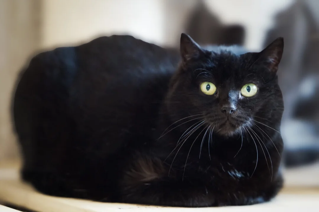 JÕULUKUUL KOJU | Perenaise kaotanud kass, kes kardab võõraid, kuid omadega on elurõõmus ja lustlik nurrumootor