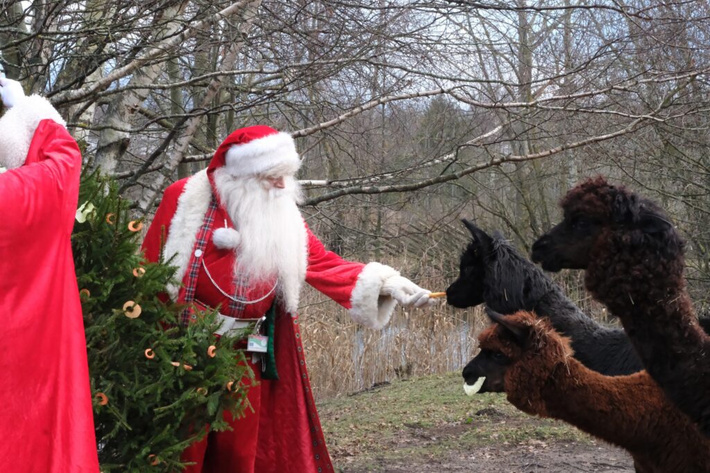 Hiiliv talv ja päikesesäras jõuluvanad