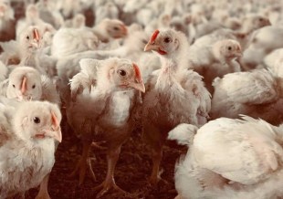 Harjumaal tuvastati lindude gripp viiel kanal ja ühel rebasel