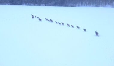 EJS selgitab: miks Tartu Ülikooli terioloogide järeldused ei kehti Eesti tingimustes