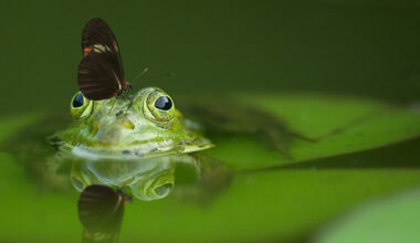 Uus avastus: konnade kõhubakter kaotab kasvajad jäädavalt