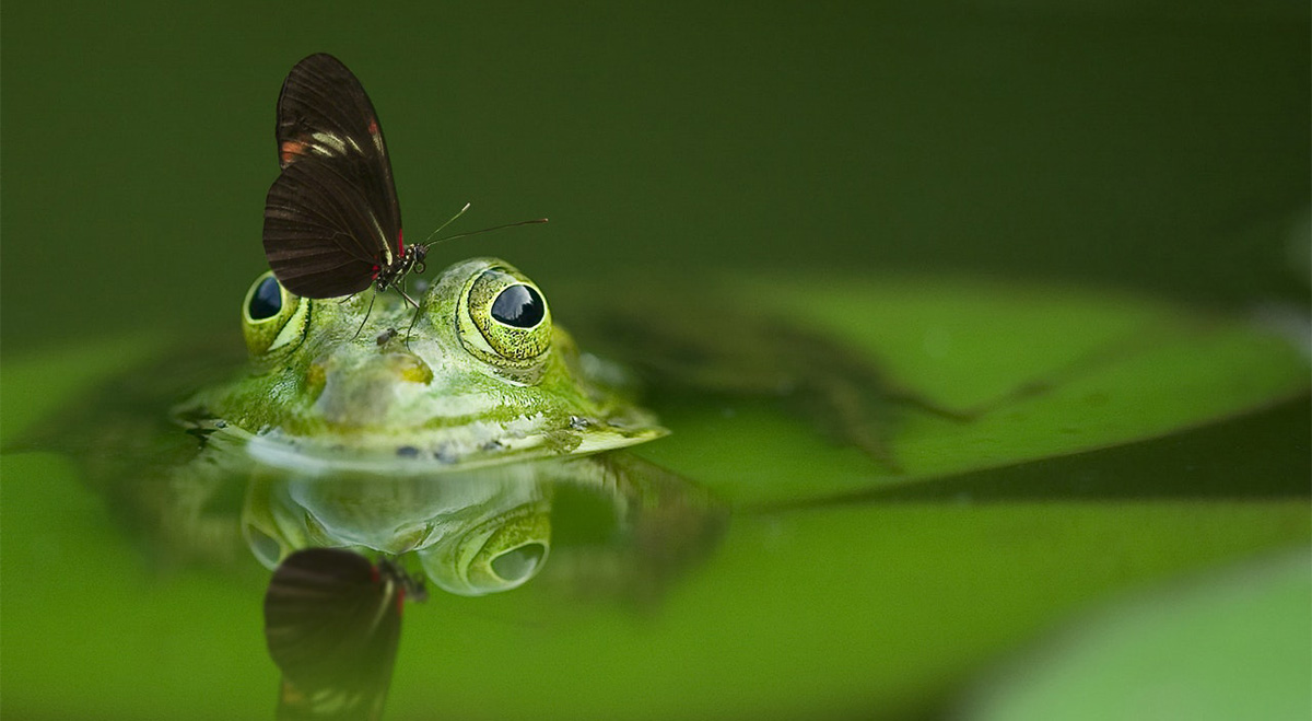 Uus avastus: konnade kõhubakter kaotab kasvajad jäädavalt