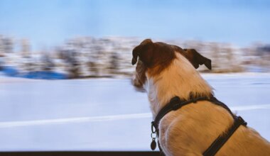 Kolm kõige oodatumat rongireisi aastal 2026