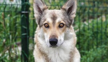 JÕULUKUUL KOJU | Üksi oma koeraelu elanud Näffi otsib nüüd armastavat peret