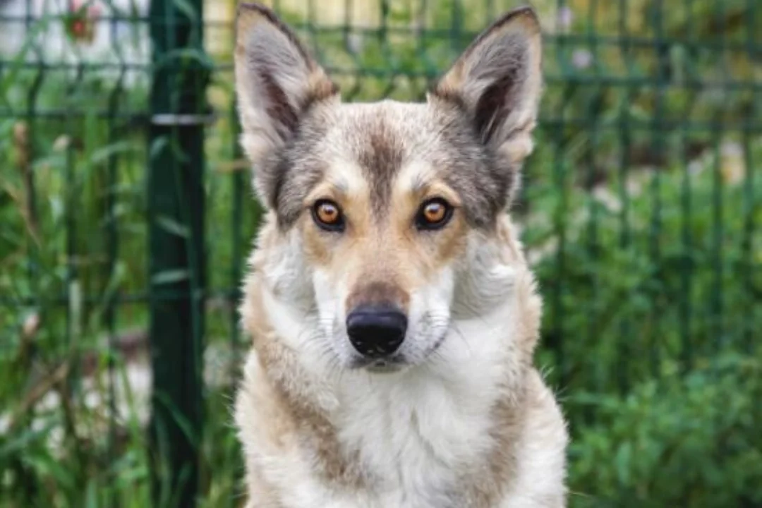 JÕULUKUUL KOJU | Üksi oma koeraelu elanud Näffi otsib nüüd armastavat peret