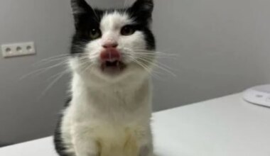 JÕULUKUUL KOJU | Amputeeritud sabaga diabeetikust kiisu igatseb kodusoojust