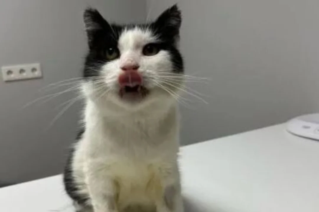 JÕULUKUUL KOJU | Amputeeritud sabaga diabeetikust kiisu igatseb kodusoojust