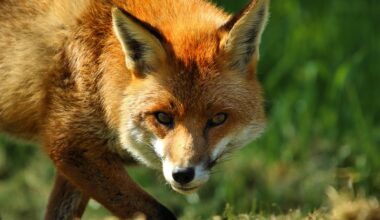 Harjumaal tuvastati lindude gripp viiel kanal ja ühel rebasel