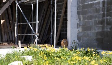 Maamaks tabab kümneid tuhandeid uusi maksjaid - Äripäev