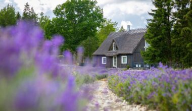 Hiiumaa lavendlitalu omanik otsib juba aasta aega ostjat. „Me ei müü talu lillepeenraks“