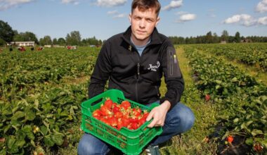 Rahvapõllumehest pereettevõtja: maasikakasvatus pole mingi kullaauk