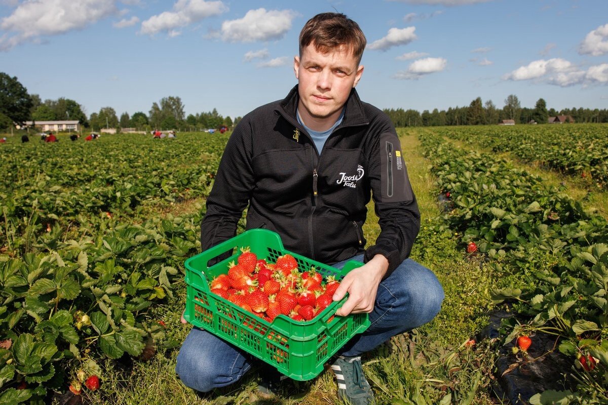 Rahvapõllumehest pereettevõtja: maasikakasvatus pole mingi kullaauk