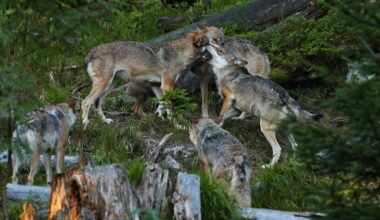 Jahimehed kuulutasid välja jahirahu