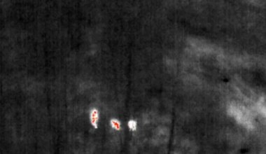 Terava ninaga teenistuskoer leidis Tapal kadunud lapse