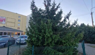 KURB! Marutuul murdis ühe Tallinna linnaosa jõulukuuse