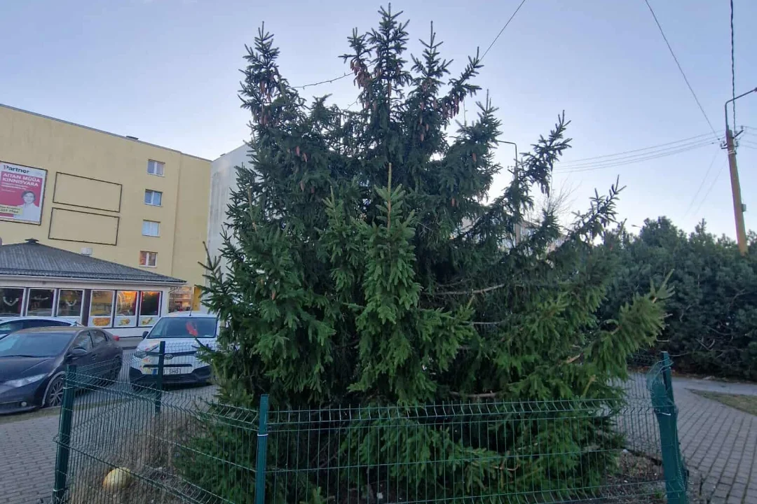 KURB! Marutuul murdis ühe Tallinna linnaosa jõulukuuse