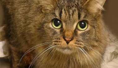 JÕULUIME! Orkaan Helene'i ajal kadunud kassike jõudis pärast 443päevast eksirännakut koju tagasi