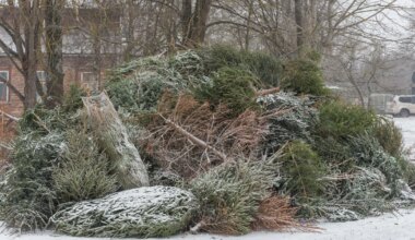 ÄRGE MAGAGE MAHA! ⟩ Vaadake, kuhu viia väsinud jõulupuu
