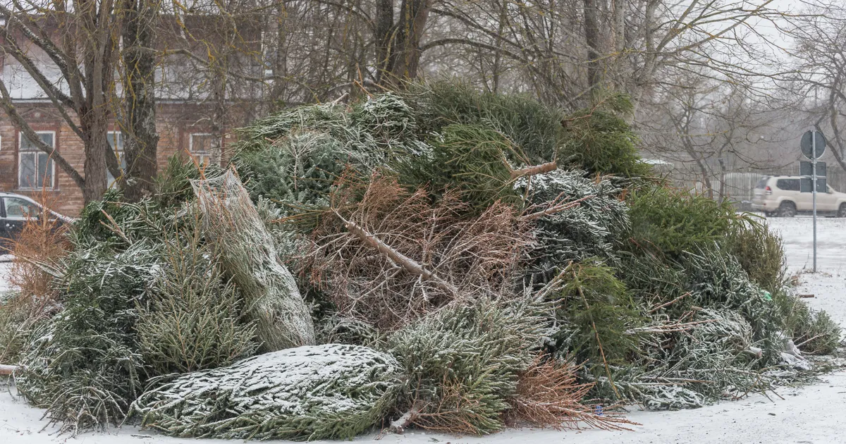 ÄRGE MAGAGE MAHA! ⟩ Vaadake, kuhu viia väsinud jõulupuu