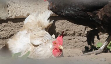 Viirusesse nakatunud lindude eest hüvitise maksmine on kahtluse all: Hiiumaa talupidaja süüdistab ametit lindude julmas hukkamises - Elu24