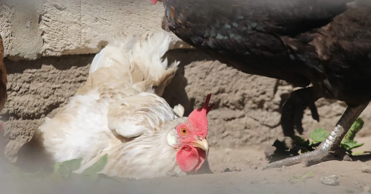 Viirusesse nakatunud lindude eest hüvitise maksmine on kahtluse all: Hiiumaa talupidaja süüdistab ametit lindude julmas hukkamises - Elu24