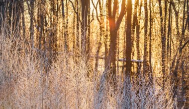 Lähipäevadel püsivad krõbedad miinuskraadid - virumaateataja.postimees.ee