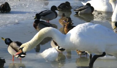 Eesti Ornitoloogiaühing kutsub veelinde loendama