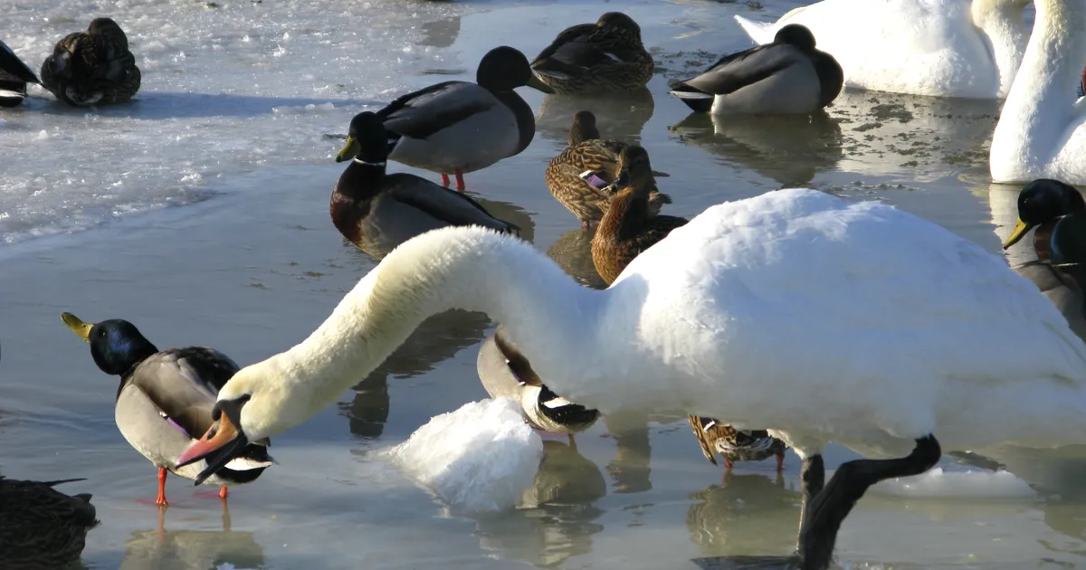 Eesti Ornitoloogiaühing kutsub veelinde loendama