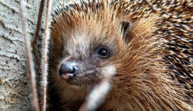 Aasta loom palub abi: vähem robotniidukeid, rohkem peidupaiku ja veenõusid! - Pärnu Postimees