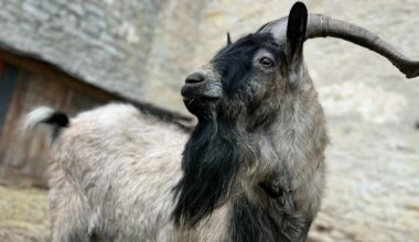 Häirekeskusele teatati võõrasse kuuri tunginud sokust