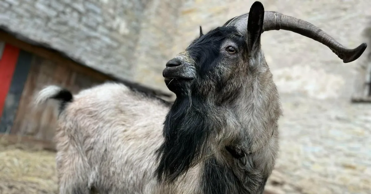 Häirekeskusele teatati võõrasse kuuri tunginud sokust