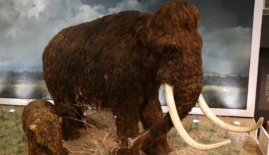 70 aastat muuseumis seisnud «mammutiluud» kuulusid sootuks teisele loomale