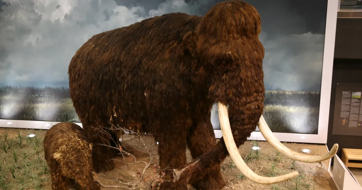 70 aastat muuseumis seisnud «mammutiluud» kuulusid sootuks teisele loomale